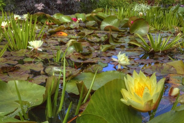 pond in exotic garden