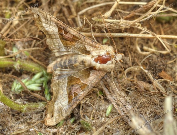 Moth: Angle Shades as found