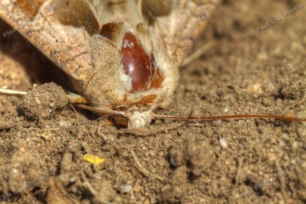 moth pushing it head into the soil