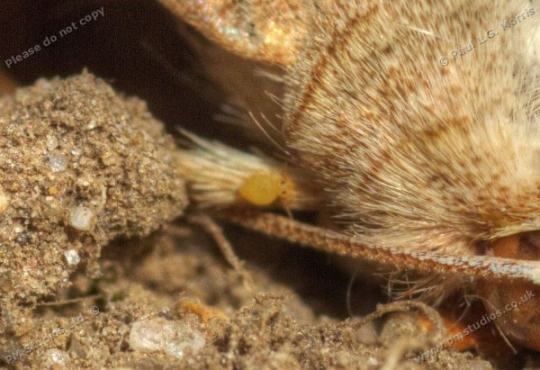 enlargement showing a bug or mite