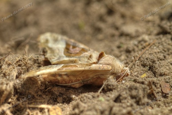 side view of moth