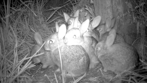 7 rabbits at night