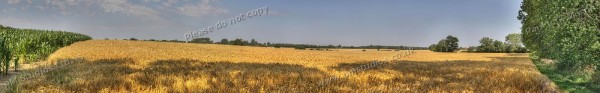 barley field