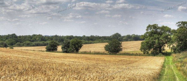 Barly field adjacent to road