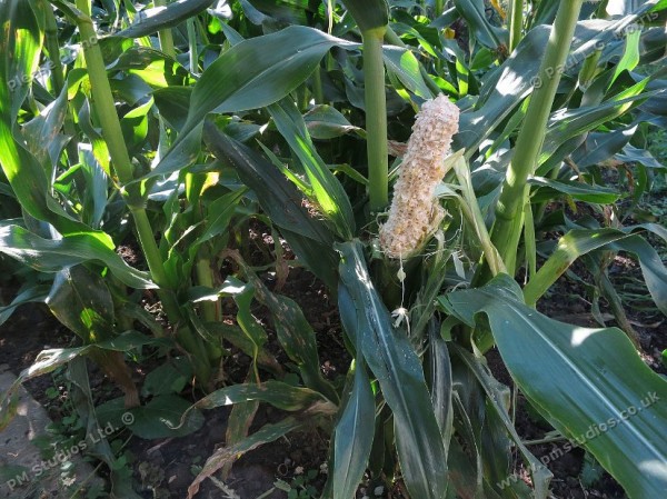 damaged sweetcorn