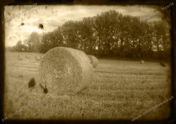 sepia field scene 2