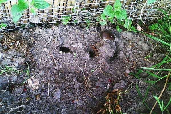 compost heap mouse 2