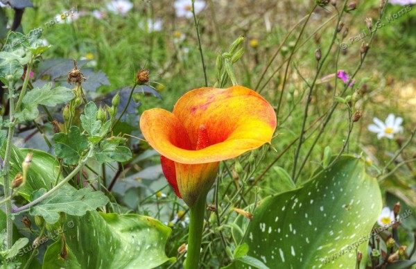 Zantedeschia