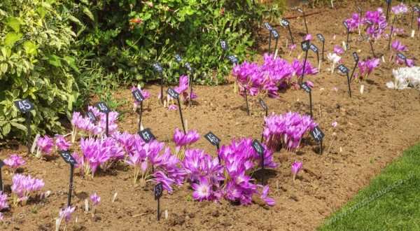 view of Colchicums