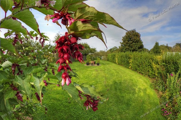 Leycesteria formosa - 1