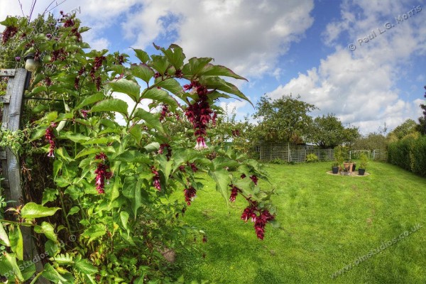 Leycesteria formosa - 2a