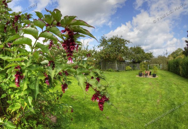 Leycesteria formosa - 2b