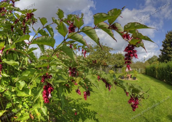 Leycesteria formosa - 3