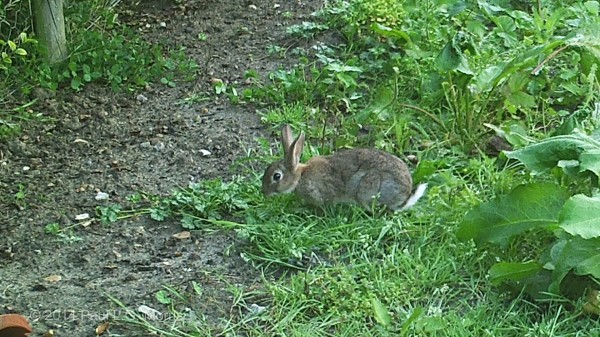 rabbit feeding