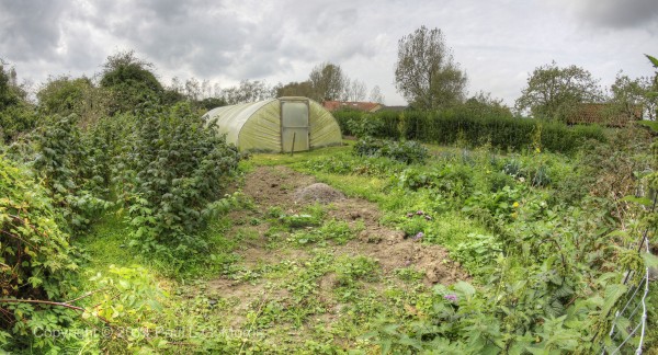 vegetable garden