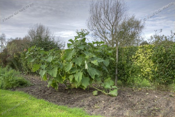 Yacon in the garden 1