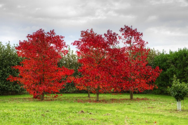 Liquidambar in the eastern field