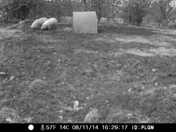 pigs early evening