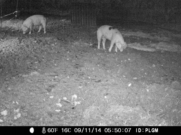 pigs early morning