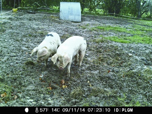 pigs in morning light