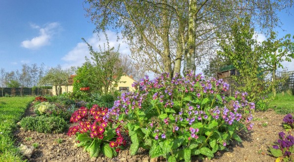 Nearscape of flower bed