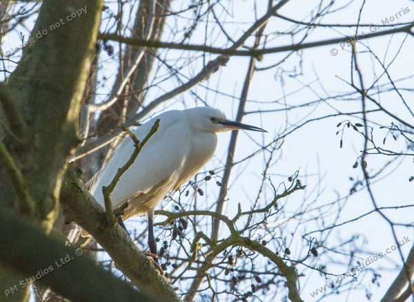 Little egret shot 1