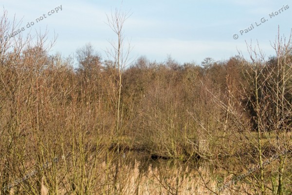 scene of where the egret perches