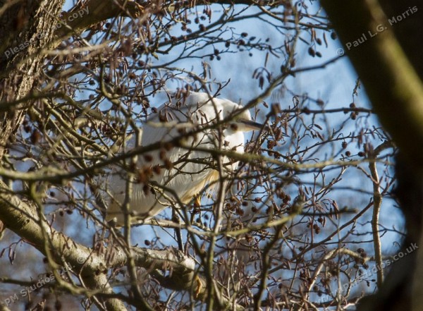 egret in the branches