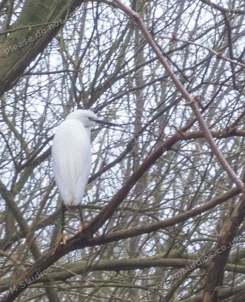 Little egret 1