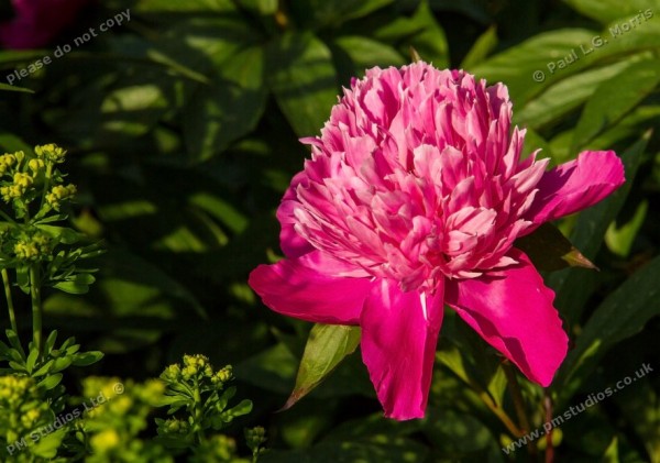 peony