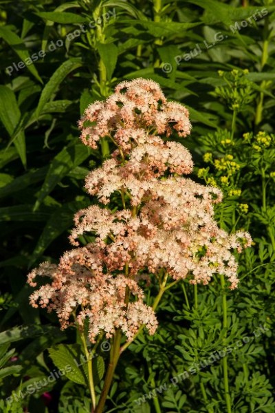 Rodgersia flower spike