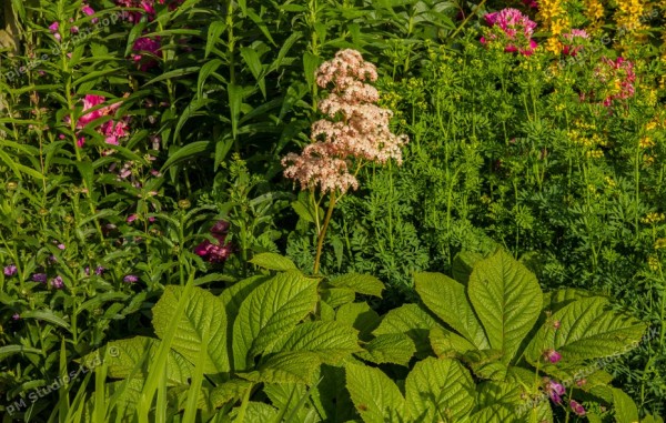 rodgersia