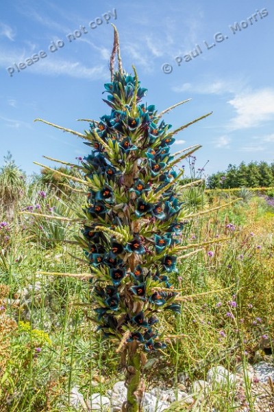 puya flower spike