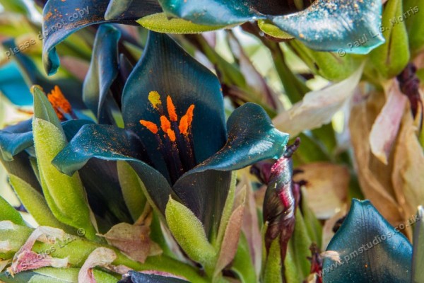 puya flower-1