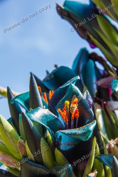 puya flower-2