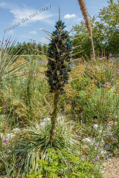 puya whole plant