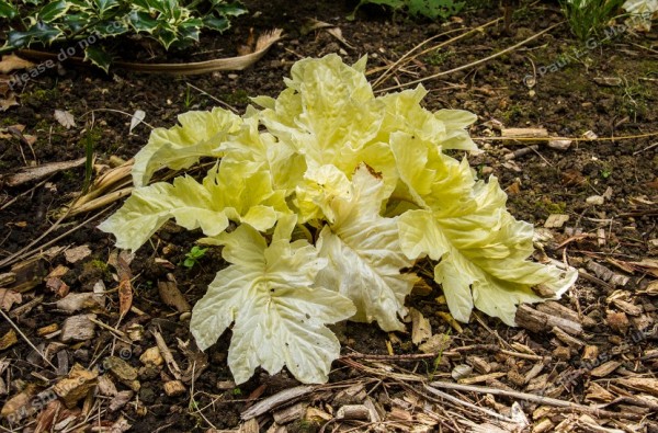 acanthus mollis tasmanian angel