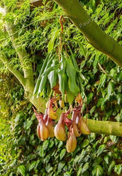 pitcher plant