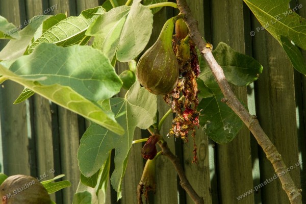 Wasps eating figs - 2