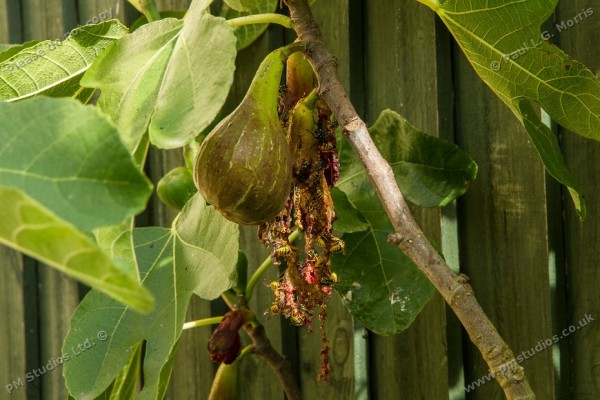 Wasps eating figs - 1