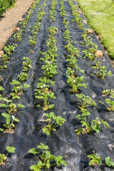 strawberry plants on landscape fabric