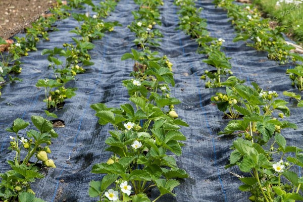 strawberry plants on landscape fabric