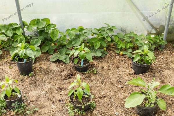 strawberry plant in polytunnel