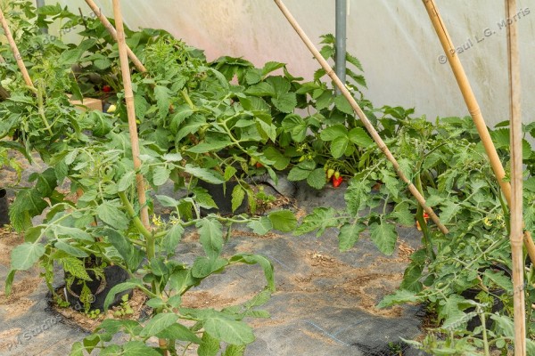 strawberry plant in polytunnel