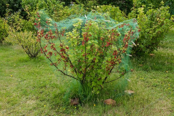 netted redcurrant bush