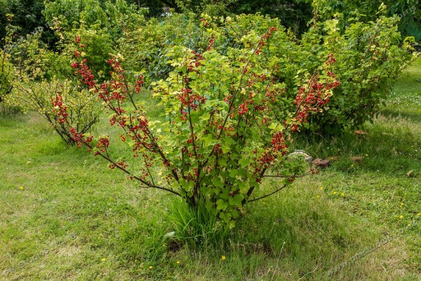 redcurrant ready for picking