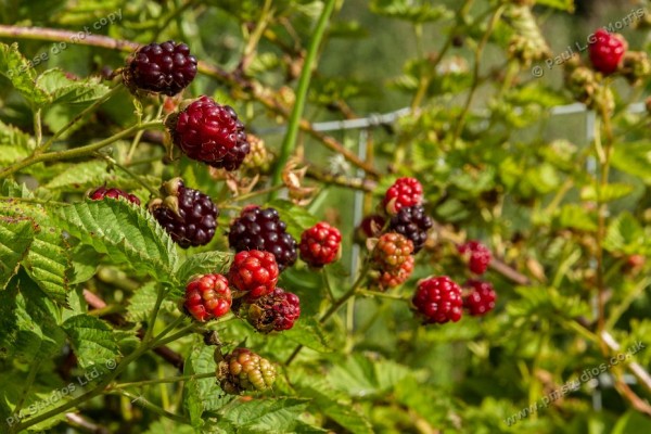 boysenberry