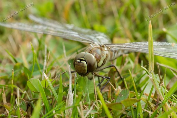 dragonfly on lawn