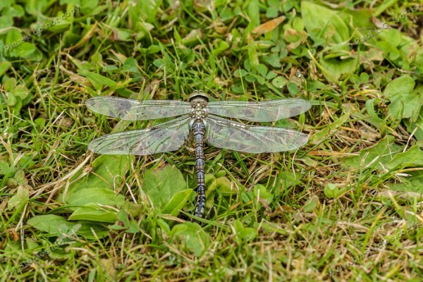 dragonfly from above