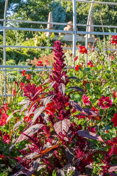 self-sown Amaranthus 